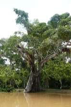 Icone da pequena cidade de Canavieiras - Estado de Bahia