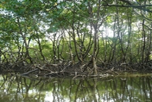 Icone da pequena cidade de Canavieiras - Estado de Bahia