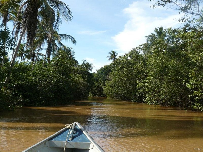 Foto do mangue de Canavieiras - Estado de Bahia