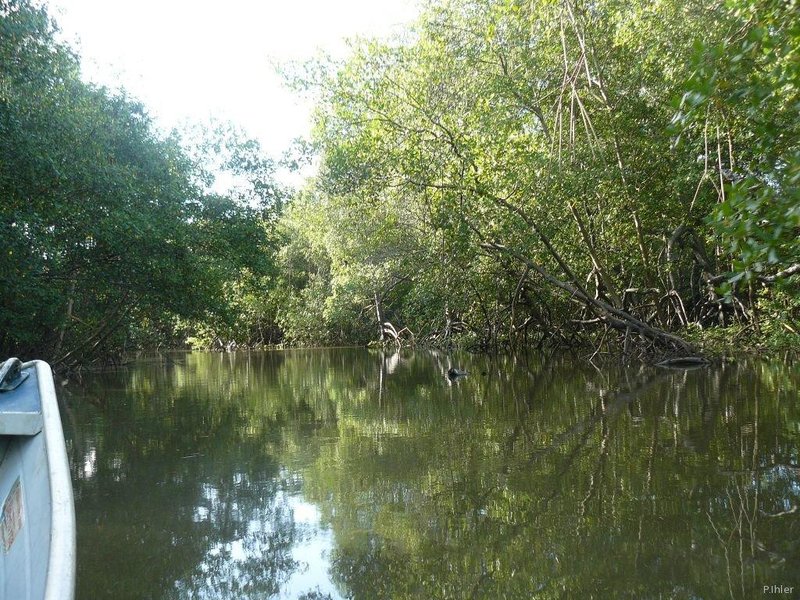 Foto do mangue de Canavieiras - Estado de Bahia