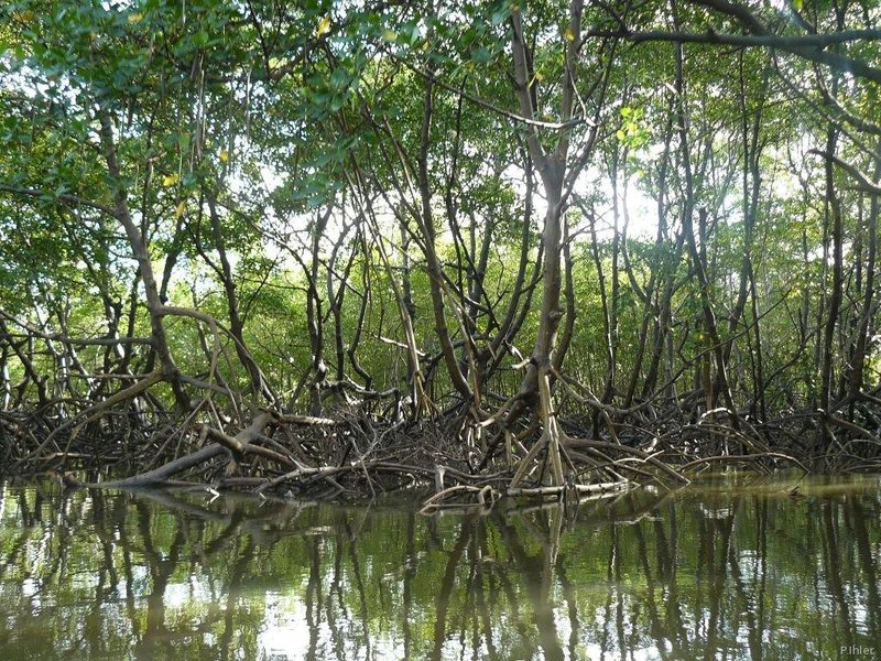 Foto do mangue de Canavieiras - Estado de Bahia