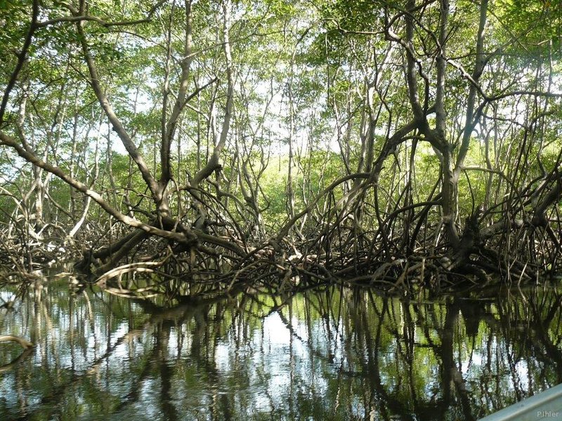 Foto do mangue de Canavieiras - Estado de Bahia