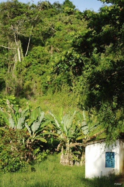 Foto da Área de Proteção Ambiental do Pratigi