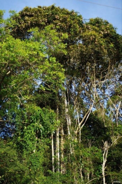 Foto da Área de Proteção Ambiental do Pratigi