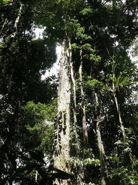 Foto da Área de Proteção Ambiental do Pratigi